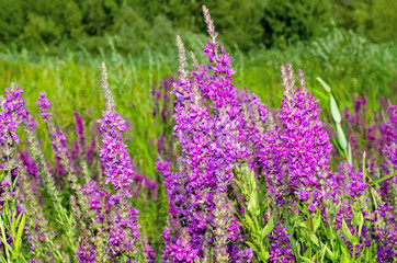Lythrum salicaria or purple loosestrife flowers on a green meadow.
