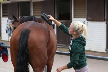 Horse is being brushed by a young blond girl, with a brush and hoof scraper..