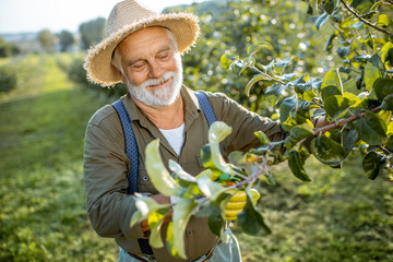 Senior well-dressed man as a gardener pruning branches of a fruit trees in the apple orchard....