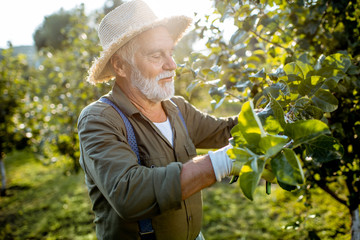 Senior well-dressed man as a gardener pruning branches of a fruit trees in the apple orchard....