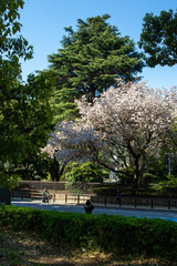 Cherry blossom in Tokyo Parks, April 2019