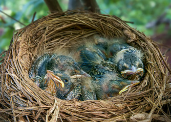 Nest with chicks on a tree in the spring garden.