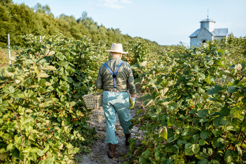 Senior gardener collecting blackberries on the beautiful plantation during the sunny evening, walking back. Concept of a small gardening and growing berries