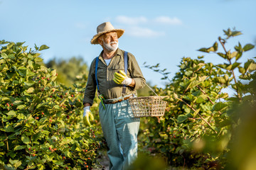 Senior well-dressed man as a gardener collecting blackberries on the beautiful plantation during the sunny evening. Concept of a small gardening and growing berries