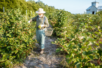 Senior well-dressed man as a gardener collecting blackberries on the beautiful plantation during the sunny evening. Concept of a small gardening and growing berries