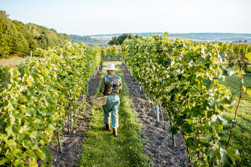 Senior well-dressed winemaker walking on the vineyard, checking the ripeness of the white grapes on...