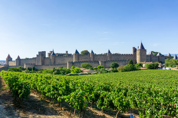 Champagne vineyards at Carcassonne background - obrazy, fototapety, plakaty