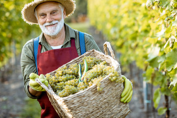 Portrait of a happy senior winemaker in apron and straw hat with basket full of freshly picked up grapes on the vinyard