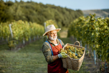 Senior well-dressed winemaker walking with basket full of freshly picked up wine grapes, harvesting on the vineyard during a sunny evening