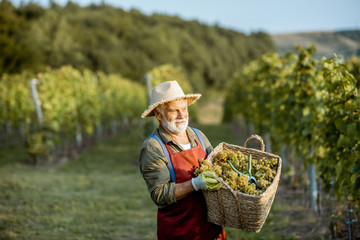 Senior well-dressed winemaker walking with basket full of freshly picked up wine grapes, harvesting...