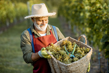 Portrait of a senior well-dressed winemaker walking with basket full of freshly picked up wine...