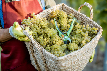 Man holding basket full of freshly picked up wine grapes on the vineyard, close-up