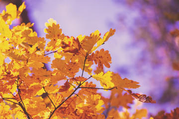 Oak branch with orange leaves in the forest in autumn. Nature background
