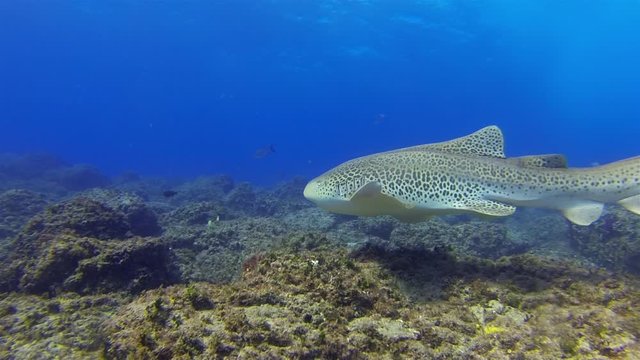 Graceful Zebra Shark Close Up Or Leopard Shark. Colourful Carpet Shark Swimming Underwater In Calm Blue Sea Water & Sunlit Sea Surface On Beautiful Coral Reef.Pelagic Bottom Dwelling Shark Marine Life