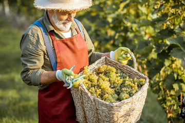 Senior well-dressed winemaker walking with basket full of freshly picked up wine grapes, harvesting...