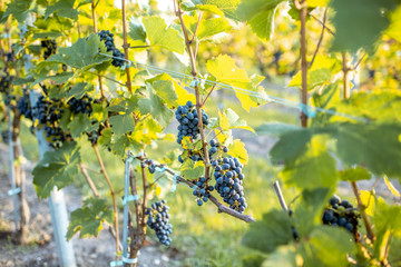 Grapes growing on the vineyard, close-up view