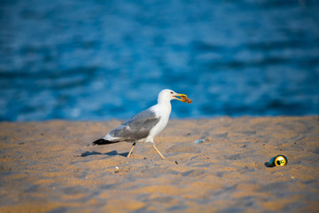 Nice big seagull on sea coast nature birds fauna summer vacation
