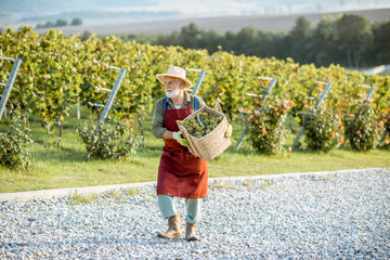 Senior well-dressed winemaker walking with basket full of freshly picked up wine grapes, harvesting...