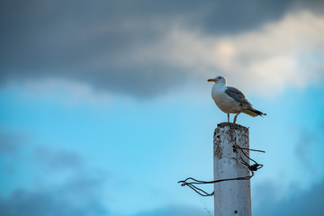 Nice big seagull on sea coast nature birds fauna summer vacation