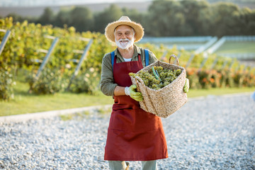 Senior well-dressed winemaker walking with basket full of freshly picked up wine grapes, harvesting...