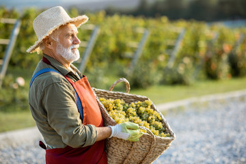 Portrait of a senior well-dressed winemaker with basket full of freshly picked up wine grapes,...