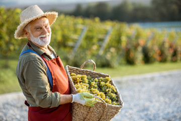 Portrait of a senior well-dressed winemaker with basket full of freshly picked up wine grapes,...