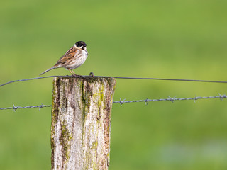 Rohrammer (Emberiza schoeniclus),