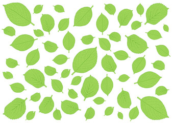 Leaves green pattern on white background illustration and Leaf pattern and many leaves fresh 