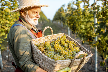 Portrait of a senior well-dressed winemaker with basket full of freshly picked up wine grapes,...