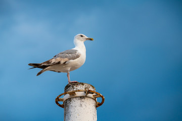 Obraz premium Nice big seagull on sea coast nature birds fauna summer vacation