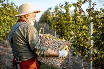 Portrait of a senior well-dressed winemaker with basket full of freshly picked up wine grapes,...