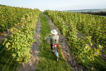 Senior winemaker walking with basket full of grapes between rows of vineyard, harvesting fresh...
