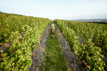 Senior winemaker walking with basket full of grapes between rows of vineyard, harvesting fresh...