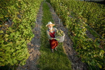Naklejka na ściany i meble Senior winemaker walking with basket full of grapes between rows of vineyard, harvesting fresh crop. Landscape view from above