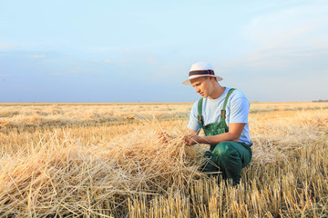 Naklejka na ściany i meble Male farmer working in wheat field