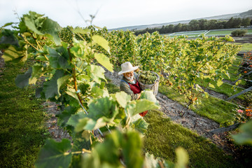 Senior winemaker walking with basket full of grapes between rows of vineyard, harvesting fresh...