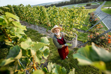 Senior winemaker walking with basket full of grapes between rows of vineyard, harvesting fresh...