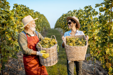 Senior man with young woman carrying baskets full of freshly picked up wine grapes on the vineyard, harvesting fresh crop on a sunny evening. Family business concept