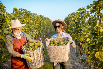 Senior man with young woman carrying baskets full of freshly picked up wine grapes on the vineyard,...