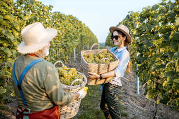 Fototapeta premium Senior man with young woman carrying baskets full of freshly picked up wine grapes on the vineyard, harvesting fresh crop on a sunny evening. Family business concept