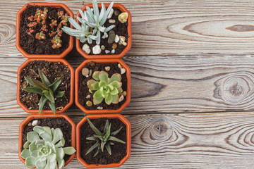 mini green succulent house plants in brown plastic pots