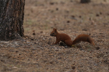 squirrel on tree