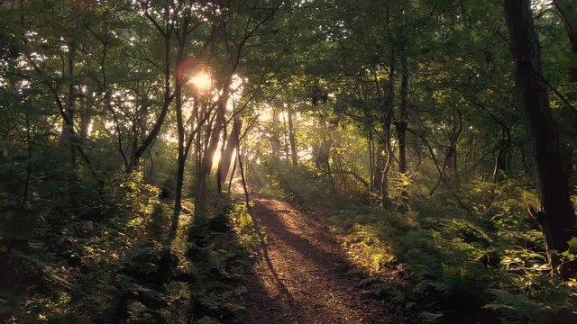 Walk in a park in the morning at sunrise with sun shining through at the end of the path. Slow motion, steady gimbal shot. 