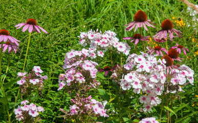 white phlox and purple coneflowers in summer garden