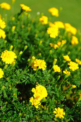 マリーゴールド