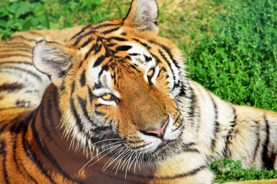 Tiger Lying on Grass and Looking Up   Panthera Tigris Altaica