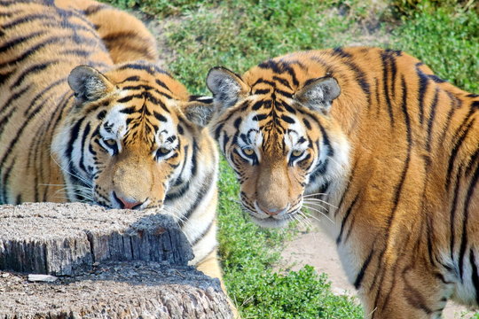 Young Tigers Staring Panthera Tigris Altaica Portrait