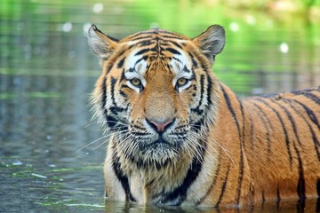 Fototapeta na wymiar Tiger in Water Panthera Tigris Altaica