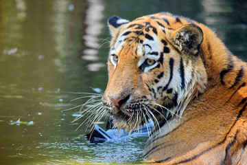 Fototapeta na wymiar Young Tiger in Water Head Closeup