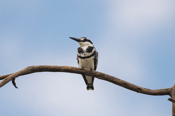Pied kingfisher on branch Masai Mara ,Kenya.